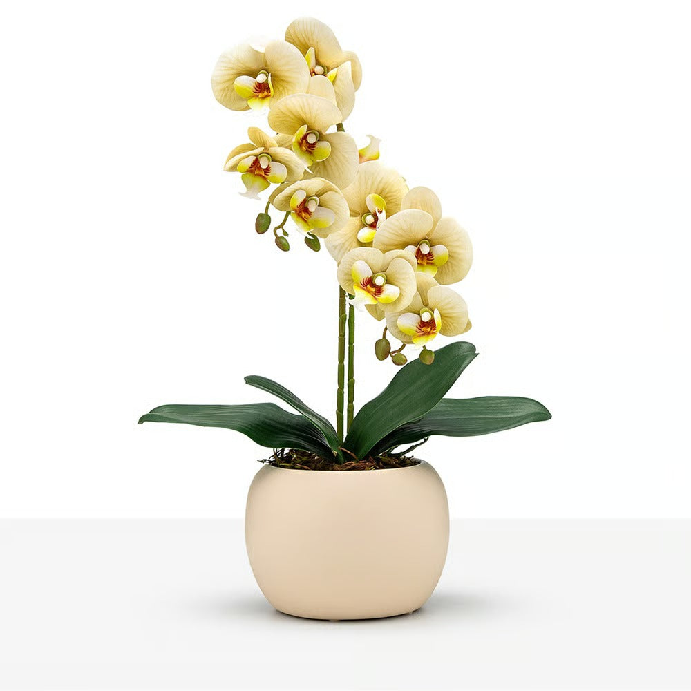 Arranjo Orquídea Munique