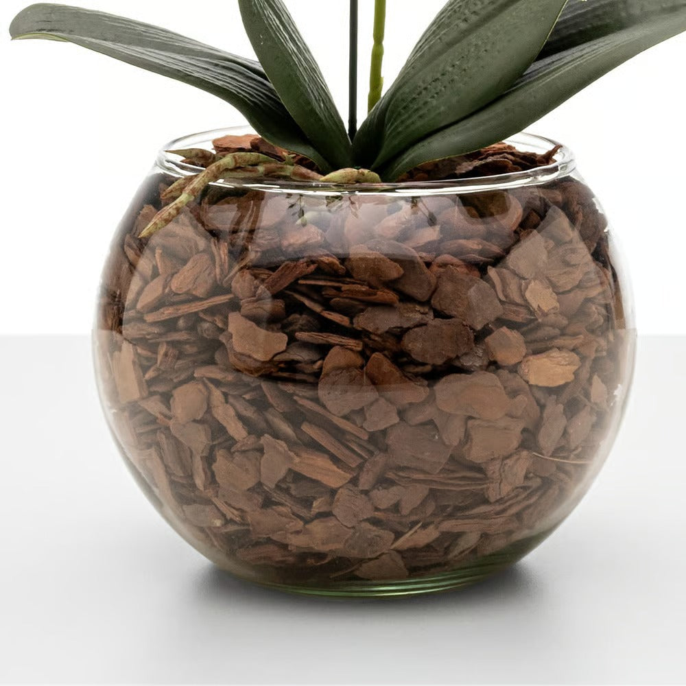 Arranjo de Orquídea Roma