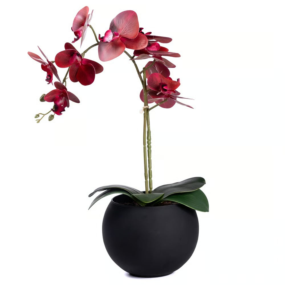 Arranjo Orquídea Riad