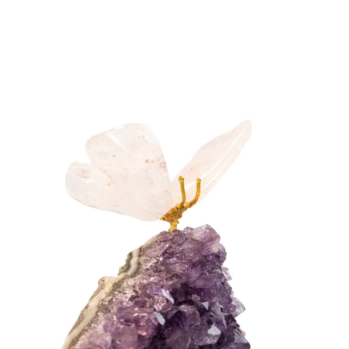 Borboleta | Esculpida em Quartzo Rosa na Drusa de Ametista