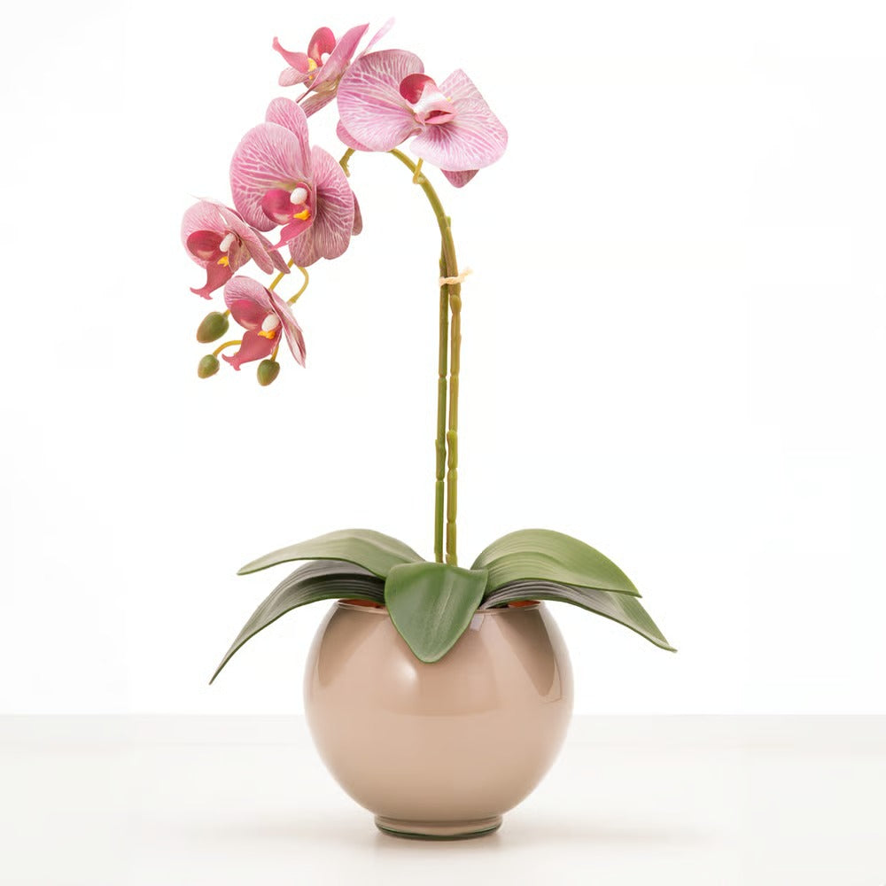 Arranjo de Orquídea Siena