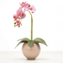 Arranjo de Orquídea Siena
