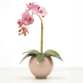 Arranjo de Orquídea Siena