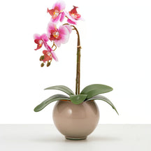 Arranjo de Orquídea Siena