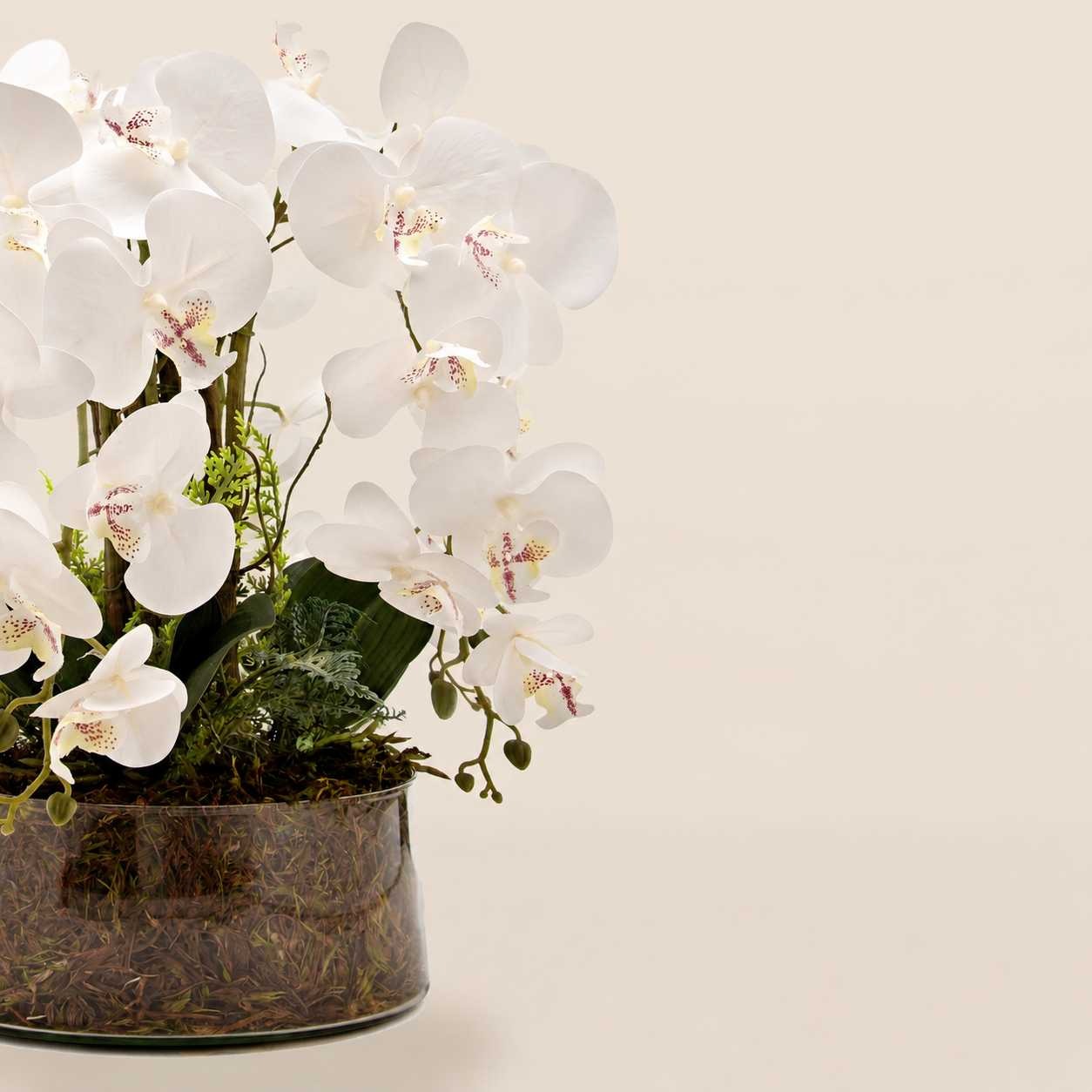 Arranjo Orquídea Los Angeles 6 Hastes