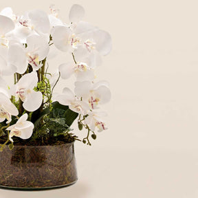 Arranjo Orquídea Los Angeles 6 Hastes