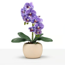Arranjo Orquídea Munique