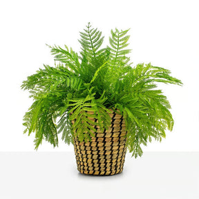 Arranjo Samambaia Tulum - Verde Cachepot/Cesta
