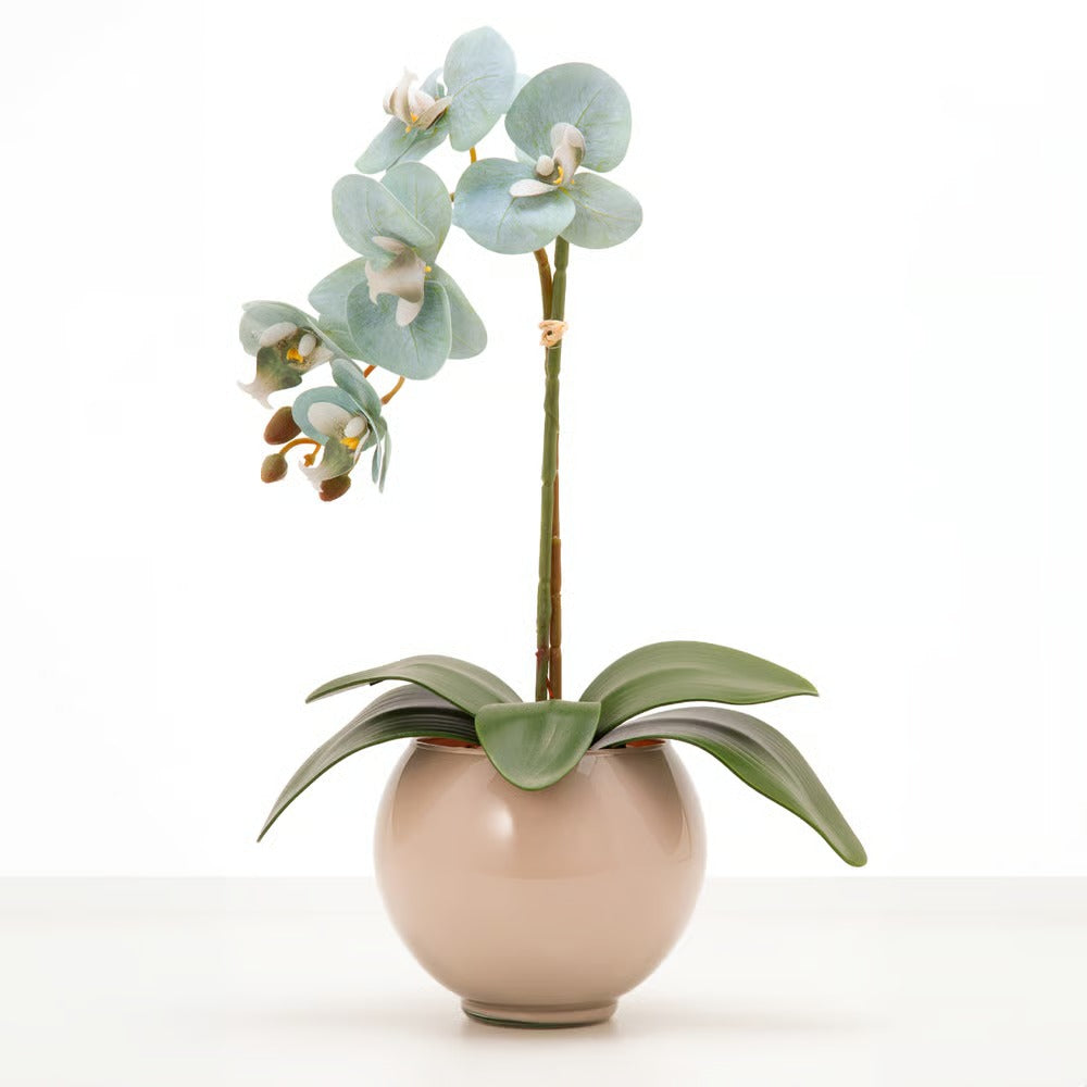 Arranjo de Orquídea Siena
