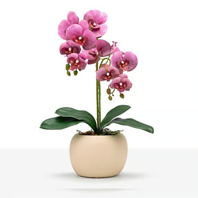 Arranjo Orquídea Munique