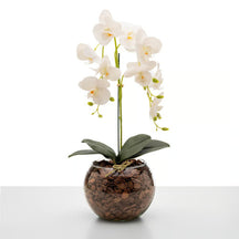 Arranjo de Orquídea Roma