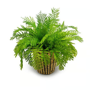 Arranjo Samambaia Tulum - Verde Cachepot/Cesta