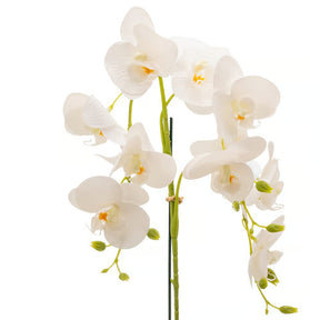 Arranjo de Orquídea Roma