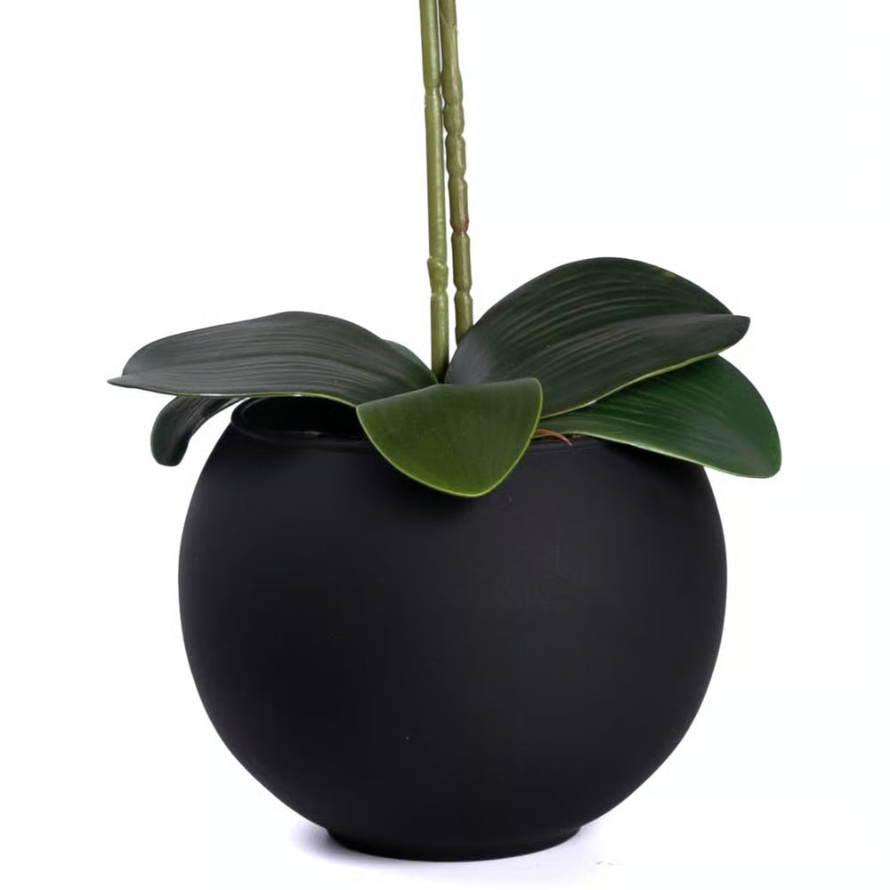 Arranjo Orquídea Riad