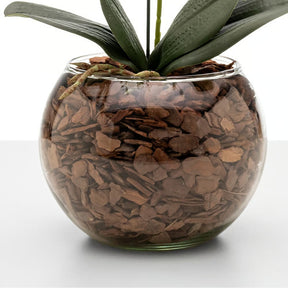 Arranjo de Orquídea Roma