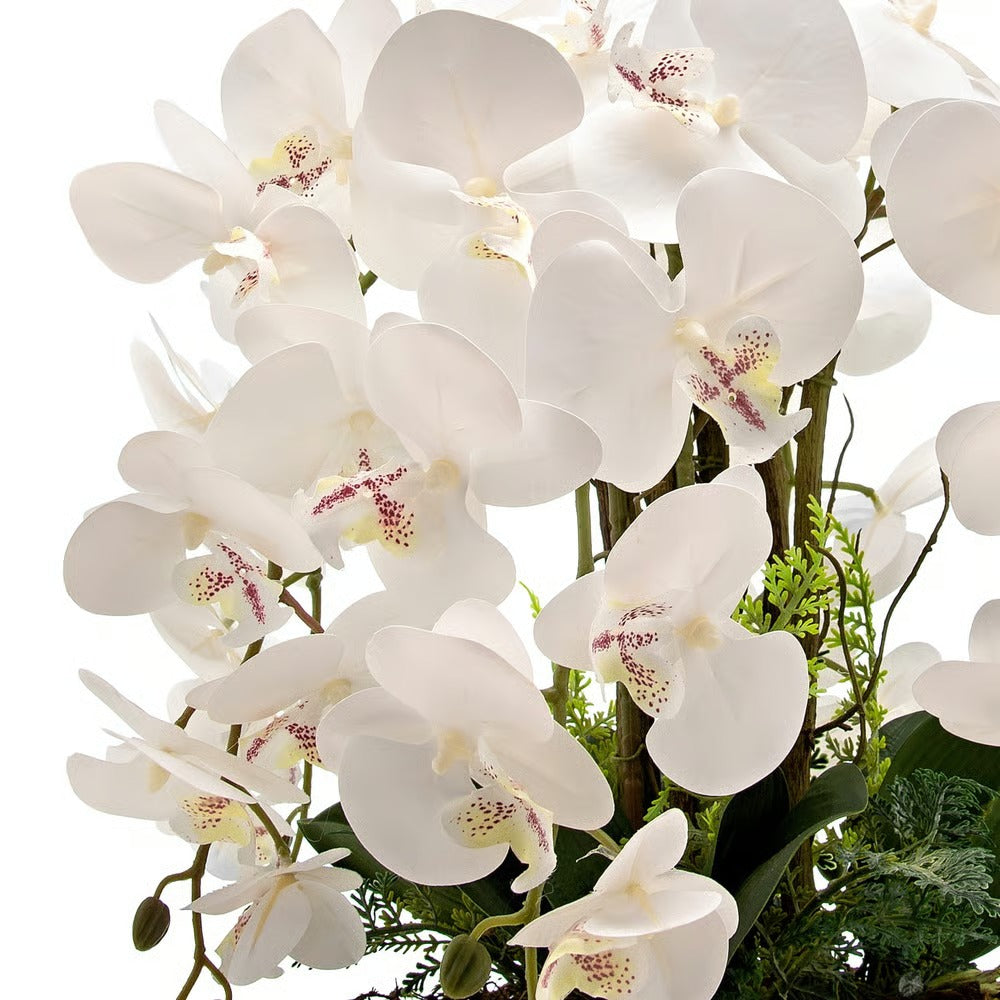 Arranjo Orquídea Los Angeles 6 Hastes