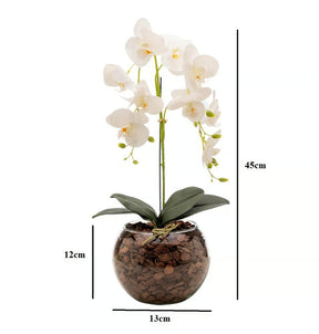 Arranjo de Orquídea Roma