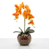 Arranjo de Orquídea Roma