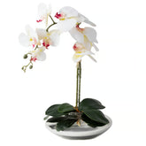 Arranjo Orquídea Viena