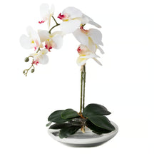 Arranjo Orquídea Viena