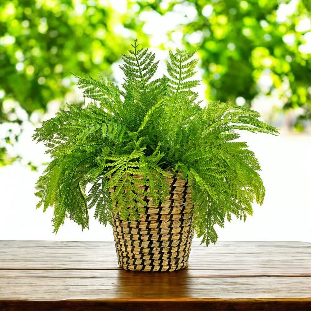 Arranjo Samambaia Tulum - Verde Cachepot/Cesta