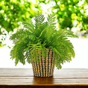 Arranjo Samambaia Tulum - Verde Cachepot/Cesta