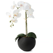 Arranjo Orquídea Riad