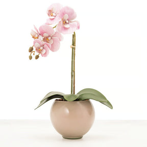 Arranjo de Orquídea Siena