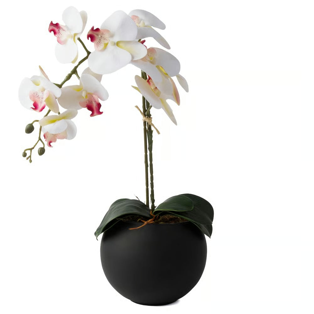 Arranjo Orquídea Riad