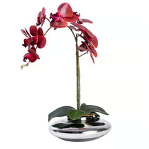 Arranjo Orquídea Viena