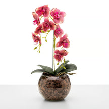 Arranjo de Orquídea Roma