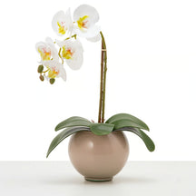 Arranjo de Orquídea Siena