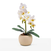 Arranjo Orquídea Munique