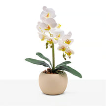 Arranjo Orquídea Munique