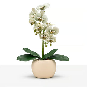 Arranjo Orquídea Munique