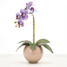 Arranjo de Orquídea Siena