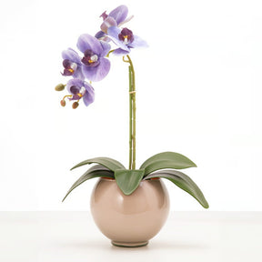 Arranjo de Orquídea Siena