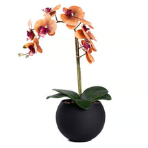 Arranjo Orquídea Riad